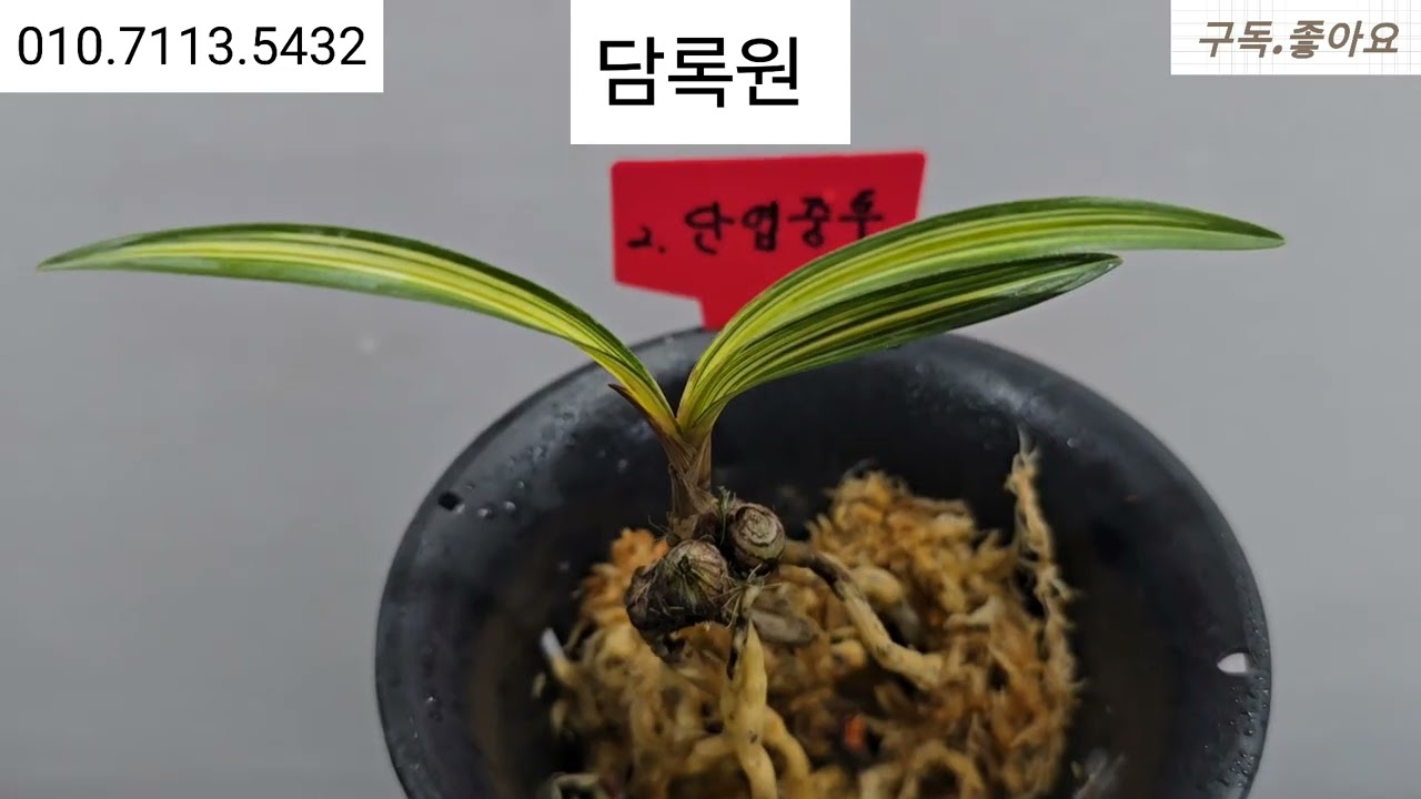 2월20일 .2차 입변극황중투 외 5품종