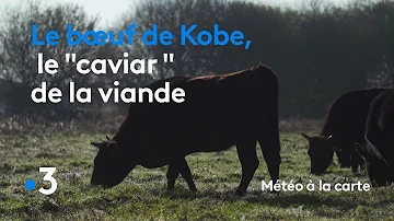 Comment est nourri le bœuf de Kobé ?