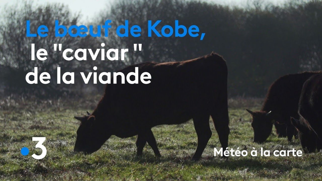 Le bœuf de Kobe, le « caviar » de la viande - Météo à la carte 