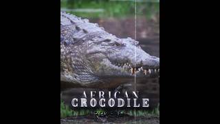 African Crocodile Vs Cheetah Schizophrenic Slowed - Shadowstorm & Ghostplaya