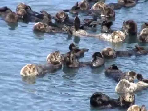 Raft of Sea Otters-Cordova, Alaska