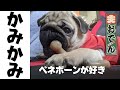 パグのおでんは[Benebone]ベネボーン が大好き！！