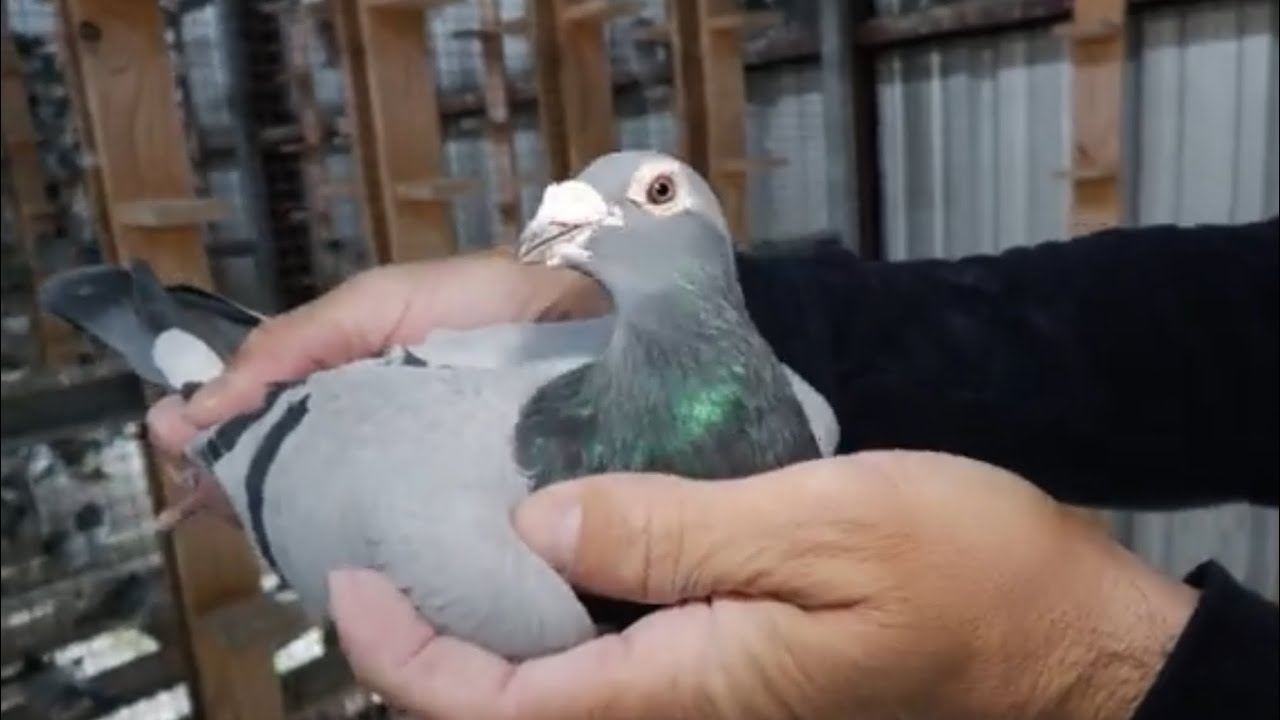 Pigeon Racing - Black Gold Race One Loft Race of Yoannys Sainz Part III