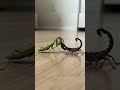 Praying Mantis Vs Scorpion Who Is Stronger Mantis Scorpion Insects 