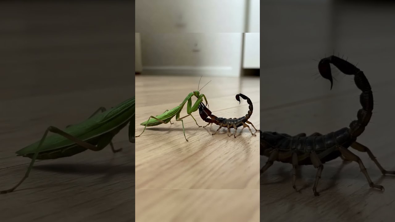 Praying Mantis Vs Scorpion Who Is Stronger Insects