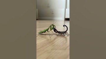Praying Mantis vs Scorpion Who is Stronger?  #mantis #scorpion #insects