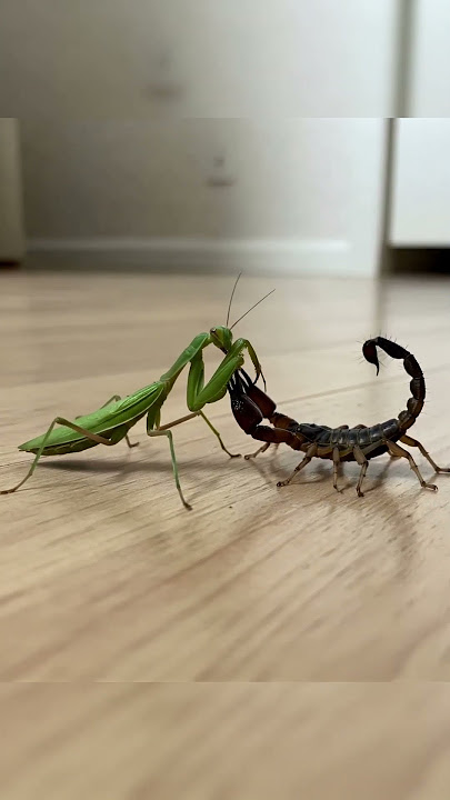 Praying Mantis vs Scorpion Who is Stronger?  #mantis #scorpion #insects