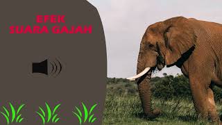 efek suara gajah
