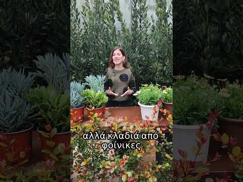 Γνωρίζεις τι κλαδιά