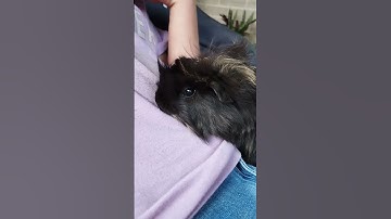 baby guinea pig squeaking