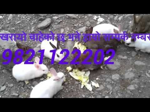 Rabbit farm gorkha nepal