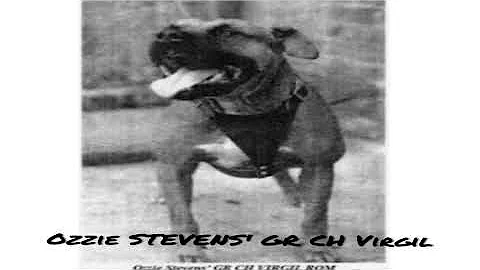 Dogman Legend Ozzie Stevens talks "GR. CH. Virgil"