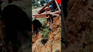 Real Village Farming 🚜 | Tractor Work in Vayal 🌾 | Tamil Vibes #shorts