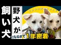 【総まとめ】１年密着！山奥にいた野犬が都会のペットになるまで