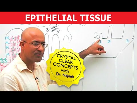 Epithelial Tissue - Structure & Function