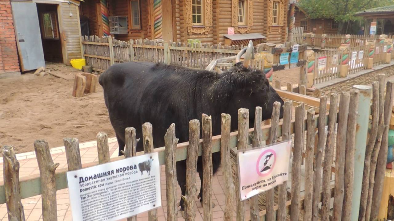 фото якутская корова