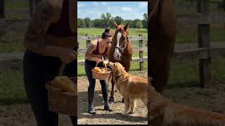 The Dog And Horse Saw The Woman Eating Bread Happily.