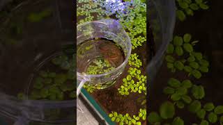 Nya Cherry Barbs flyttar in! 🐟🍒 #akvarium #cherrybarb #fisk #aquascape #sweden #zoose #shorts