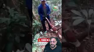 Cobra jiboia gigante, Quer fama? Então toma fama #biologohenrique #animais #bichoesperto #biologo