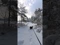 Snowy Forest Walk | Nova Scotia #canada  #dogs #explore #winter #bernesemountaindog