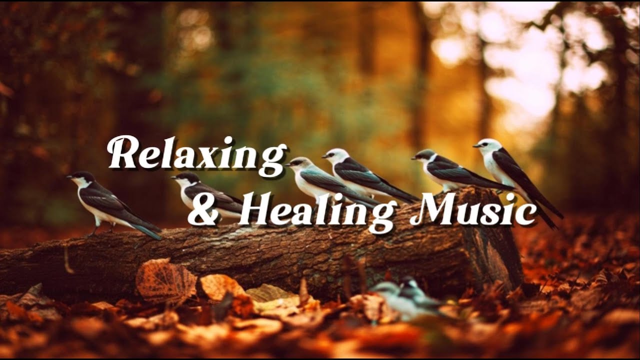 Relaxing Music for Sleep & Focus | Calm Your Mind, Study with White-winged Swallow