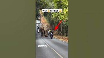 Wild Elephant Attack on Road Viral Video #shorts #viral #elephant #trending