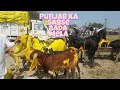 Punjabi Goats Ka Sabse Bada Mela | Punjab Bakra Mandi.