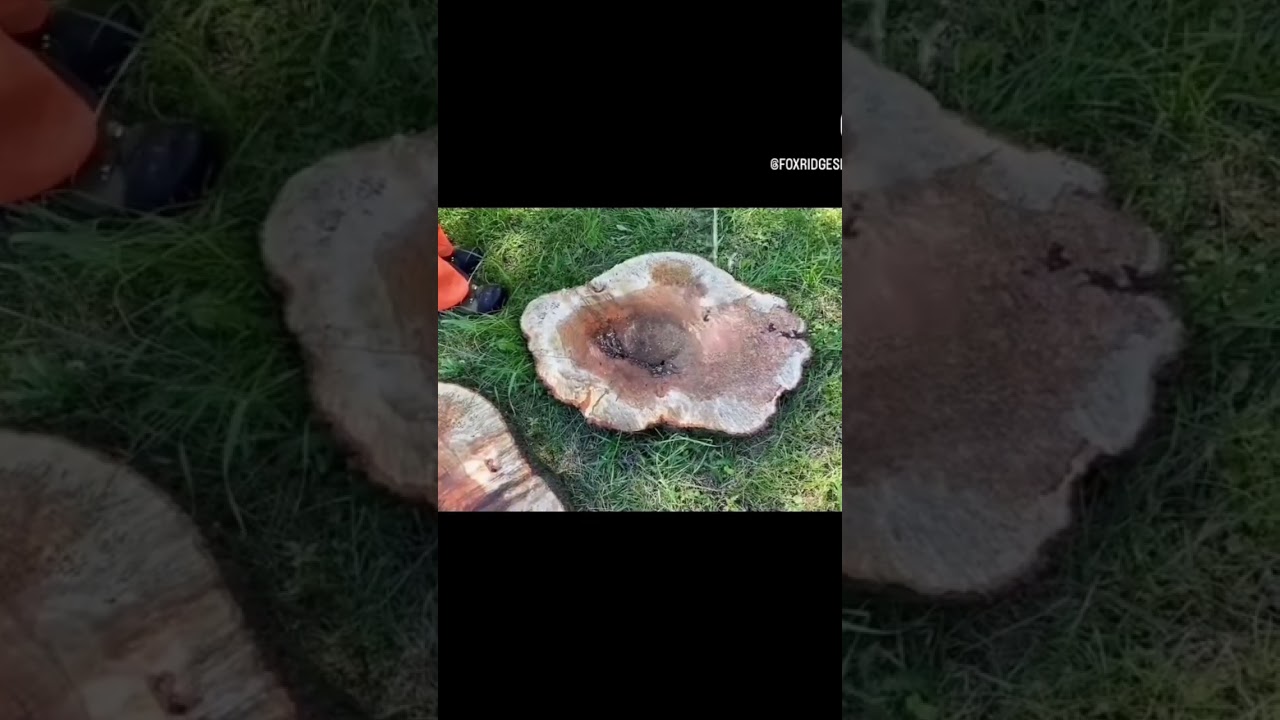 Gorgeous 36” Diameter Cherry Burl 😍