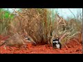 Прыгунчик и бабочка / Round-eared elephant shrew  and Butterfly