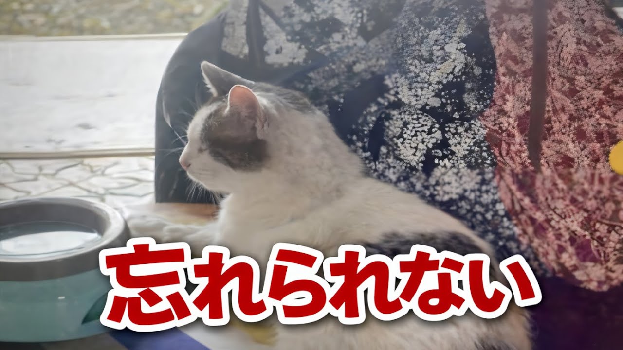 【シロが見守るデイサービス集】印象に残る送り迎え――どの場面？【オリジナルBGM】