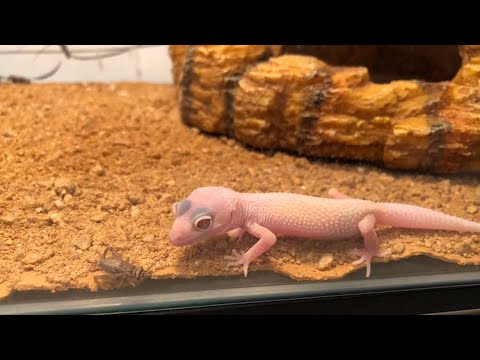 Are Albino Leopard Geckos Blind?