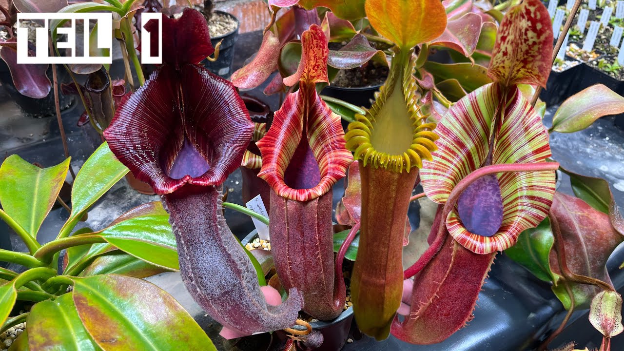 Alle meine Pflanzen!!!