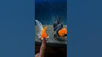 👉🐡 #goldfish #aquarium #fish #oranda #shorts