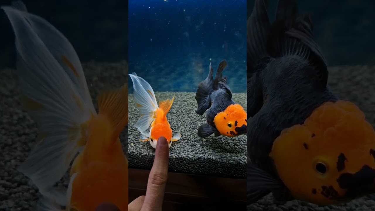 👉🐡 #goldfish #aquarium #fish #oranda #shorts