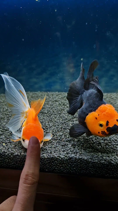 👉🐡 #goldfish #aquarium #fish #oranda #shorts