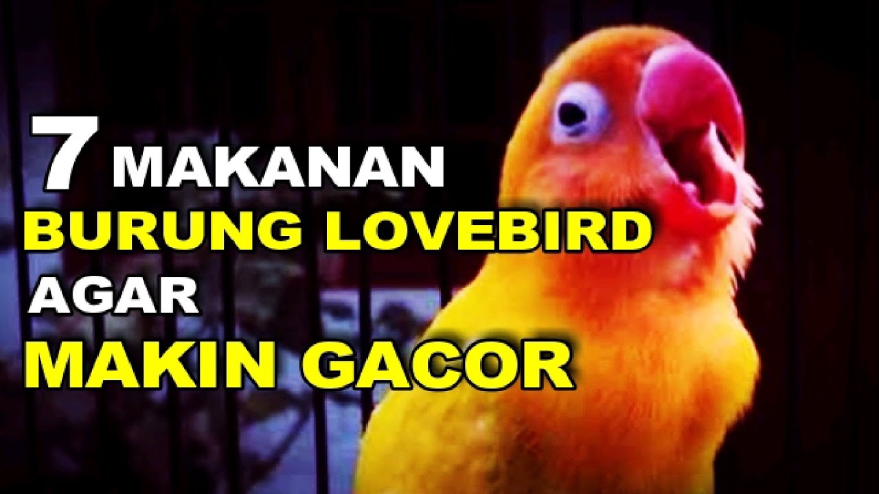 7 Makanan Burung Lovebird Agar Makin Gacor 