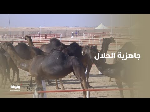 مسلم بن منيف المحرمي يحدثنا عن جاهزية الحلال قبل بداية أشواط اليوم