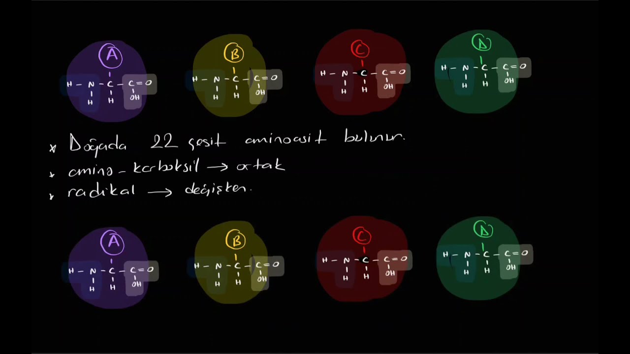 Proteinler (aminoasit, dipeptit, tripeptit, polipeptit,  amino, karboksil, radikal,)