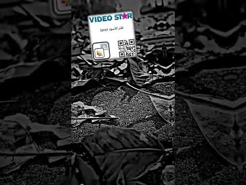 فلتر فيديو ستار مطلوب الفلتر الاسود لا تنسى الاشتراك بالقناة ليصلك كل جديد