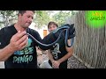 Blue boomslang  black mamba in south africa