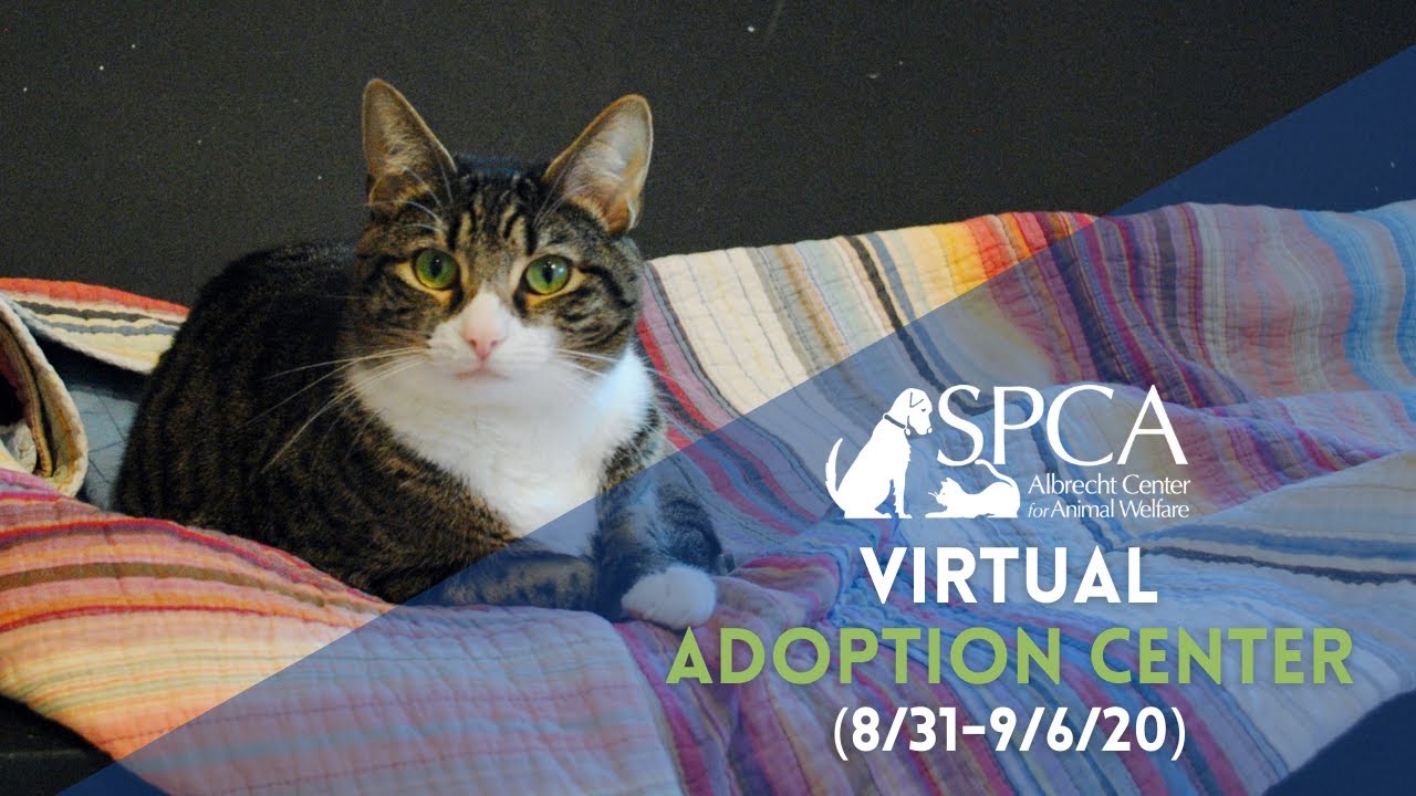 Virtual Cat & Dog Adoption 8/31/20 - 9/6/20