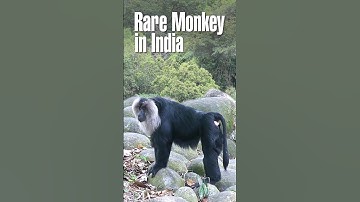 The Lion-Tailed Macaque: India’s Elusive Forest Guardian