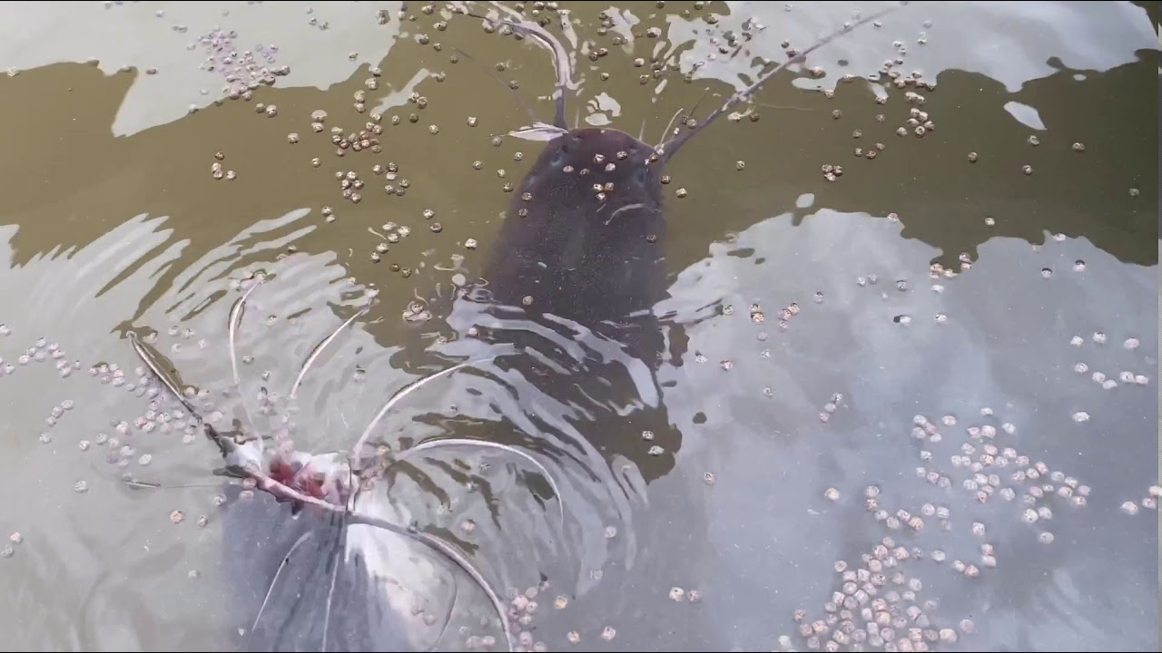 Catfish farm in Africa YouTube