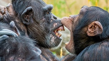 The Secret Language of Animals: Science Finally Explains It!