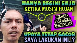 Download Lagu THIS IS ALL IT TAKES TO CARE FOR A KACER DURING THE RAINY SEASON ⁉️ TIPS TO KEEP YOUR KACER SINGI...