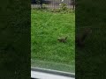 baby squirrel eating nuts in the rain #naturelovers #nature