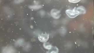 Life cycle of a moon jellyfish (aurelia aurita)