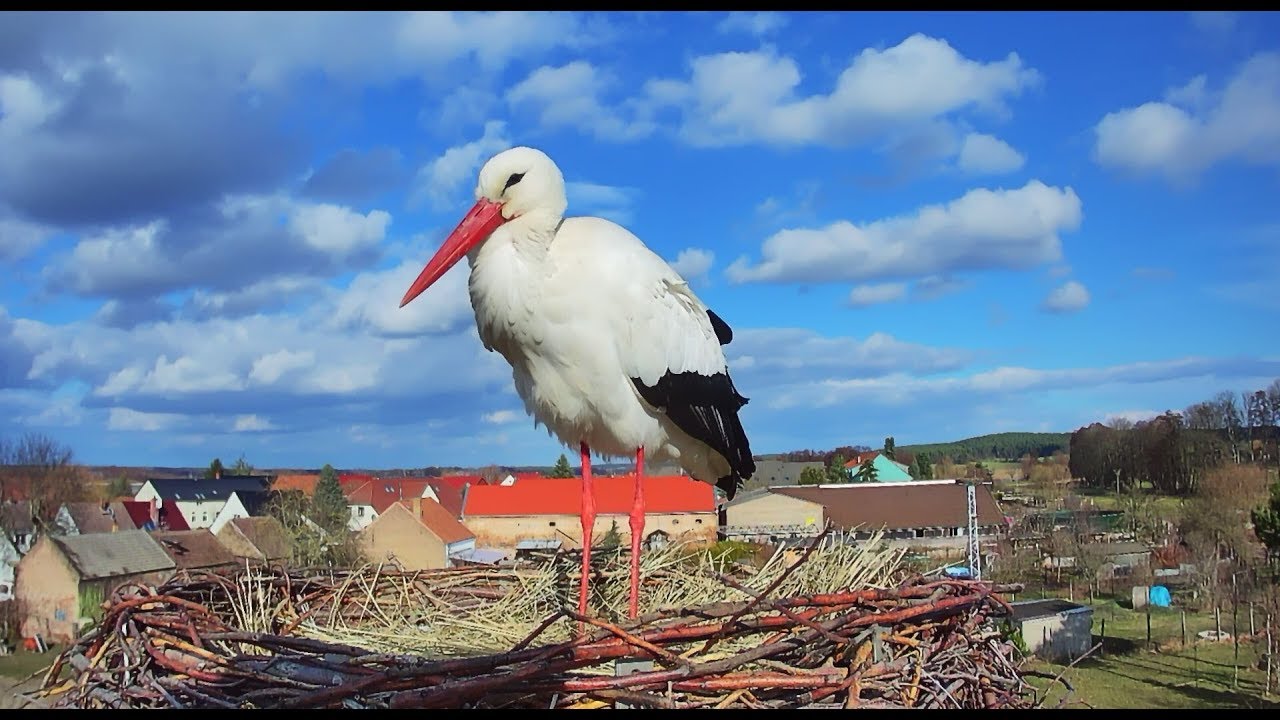 🔴 Livestream - Storchennest Fohrde - Nest 2 🐦 (White Stork, Bocian)