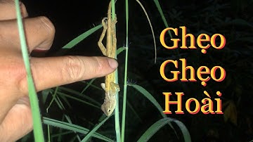 Ghẹo ta hoài | Kỳ nhông và bóng đêm AnTahsi 1806