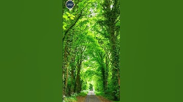 سورة الفيل| الشيخ أحمد العجمي | Surah Al- Fil| Ahmed al Ajami  #تلاوة #قرآن